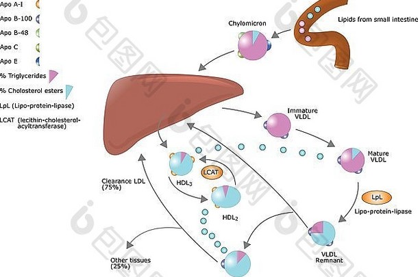 大纲胆固醇新陈代谢肠肝形成低密度脂蛋白高密度脂蛋白VLDL蛋白质