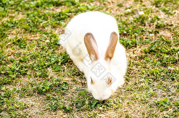 可爱的白色兔子oryctolagus地道坐着绿色草