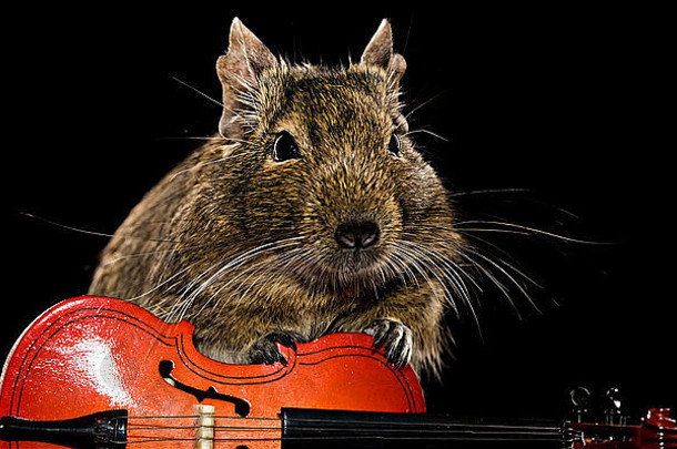 有趣的德古鼠标玩violoncello黑色的背景