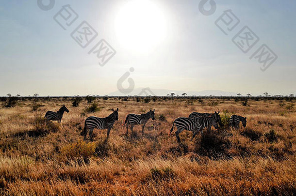 斑马热非洲太阳肯尼亚