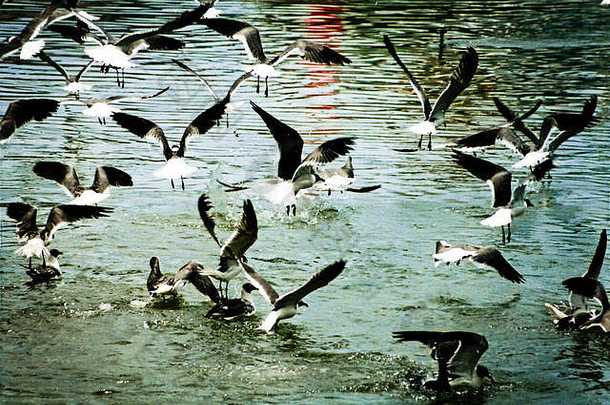 喂养疯狂海鸥日落加尔维斯顿岛海湾墨西哥