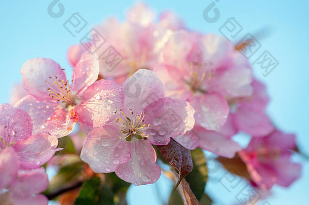 日本樱桃樱花开花花嫩枝自然背景美丽的春天精致的温柔软焦点概念背景