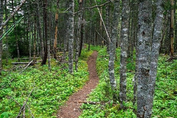 小径树木繁茂的区域树树干松柏科的蕨类植物森林地面徒步旅行路径自然穿通路