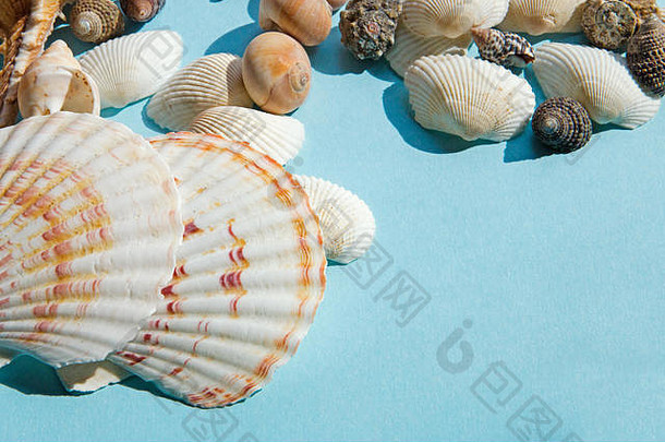 贝壳平躺模式蓝色的背景海假期背景复制空间前视图