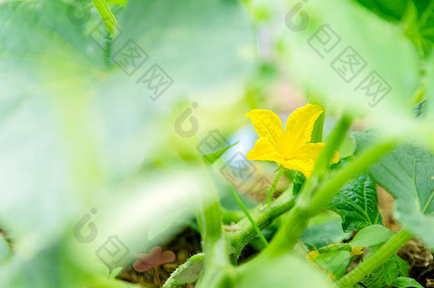 日益增长的黄瓜花卷须绿色房子日益增长的蔬菜