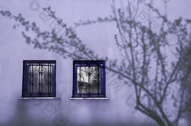 阴影树分支机构墙窗口
