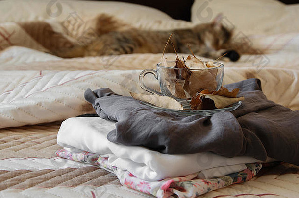 舒适的室内秋天情绪女衣服<strong>折叠床</strong>上咖啡杯子完整的秋天叶子睡觉猫背景