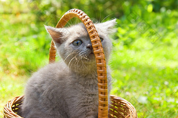 小有趣的小猫坐着篮子