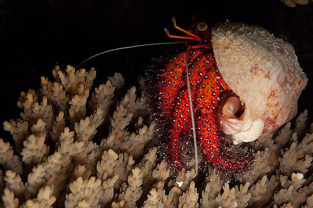 隐士蟹<strong>爬行</strong>珊瑚伟大的障碍礁澳大利亚