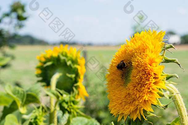 成熟向日葵场农村美丽的阳光明媚的热夏天一天大黄蜂坐着向日葵