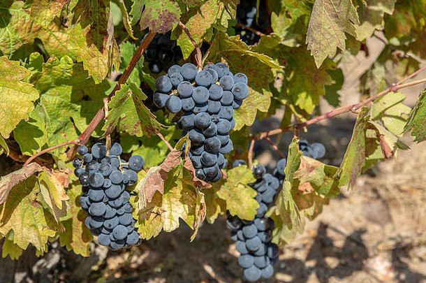 束红色的葡萄日益增长的葡萄园红省萨莫拉西班牙