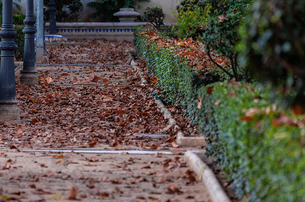 下降叶子树地面公园典型的秋天图像