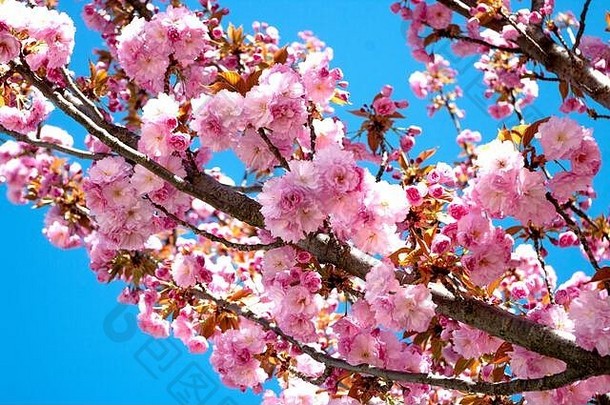 樱花开花美丽的自然公园粉红色的花蓝色的背景天空春天斯洛文尼亚