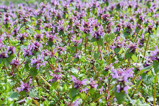 特写镜头紫罗兰色的野花日益增长的草地