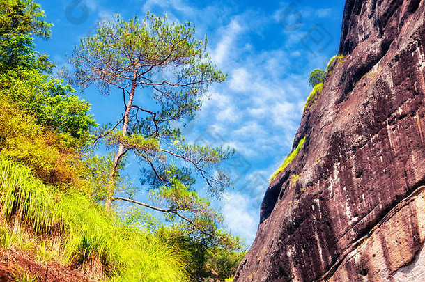 岩石悬崖不断上升的叶宝父亲大红色的袍茶区域武夷山中国福建省