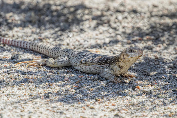 沙漠鬣蜥科切拉谷自然保存河畔县加州