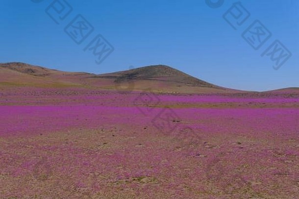 阿塔卡马沙漠覆盖流行野生花肉苁蓉开大花的帕塔南美低高度空中视图