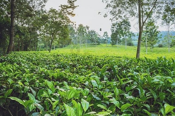 日落视图<strong>茶山</strong>茶花中国种植园rweteera堡门户网站乌干达非洲