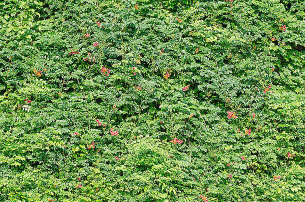 绿色栅栏叶子红色的花