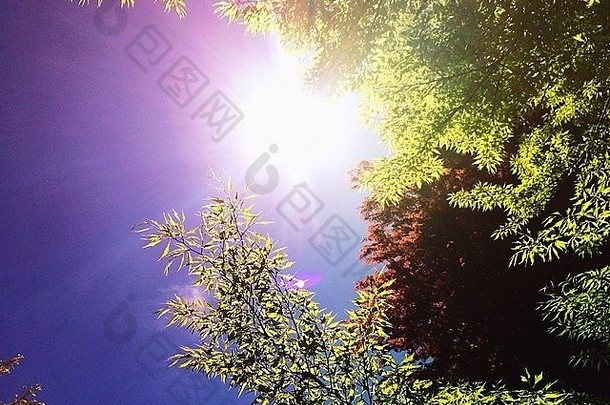 太阳耀斑树