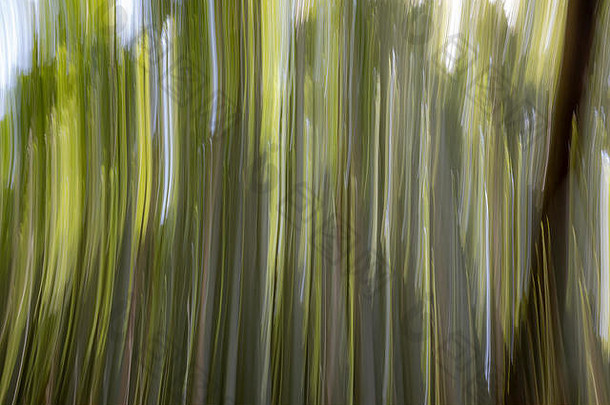 艺术图片竹子森林日本
