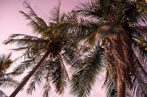 背景图像椰子树日落天空