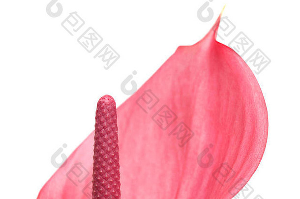 粉红色的花烛属植物花孤立的白色背景