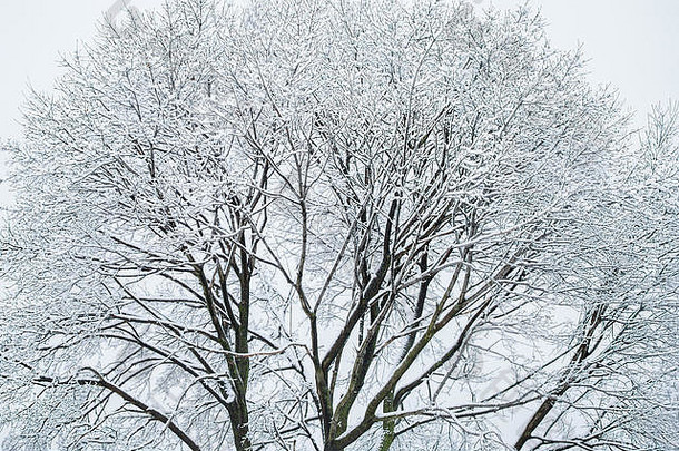 干树分支机构覆盖新鲜的雪冬天背景概念