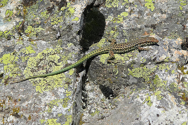 bedriaga的岩石蜥蜴安海Gebirgseidechsearchaeolacerta贝德里亚加tirrenHegyigyík科西嘉岛法国欧洲