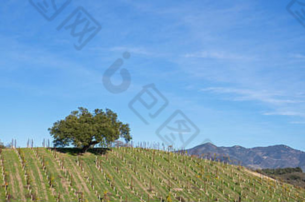 孤独的橡木树山坡上葡萄园中央加州曼联州