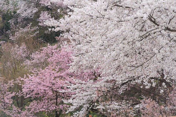 樱桃开花樱花日语完整的盛开的春天季节