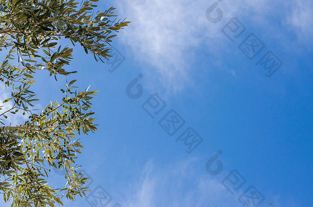 分支机构橄榄树蓝色的天空云