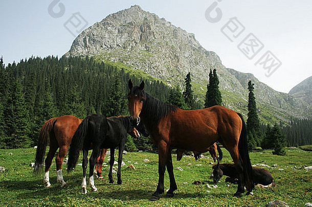 马kara-batkak谷特斯基脊天山山脉吉尔吉斯斯坦