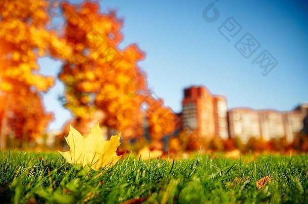 秋天花黄色的叶谎言绿色草花园清洁概念
