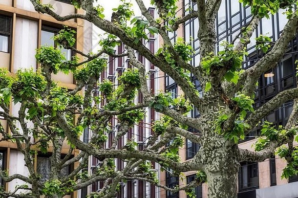 纠结建筑外墙绿色植物城市中心日内瓦