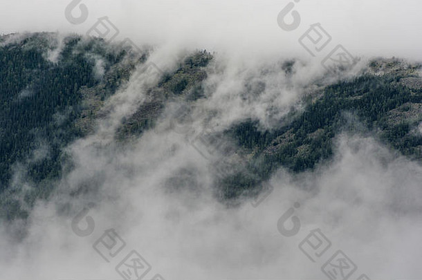 松森林山雾美丽的背景