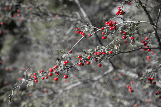 Crataegus单妇一般被称为山楂红色的浆果秋天