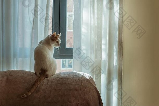 可爱的白色猫点前面窗口一边