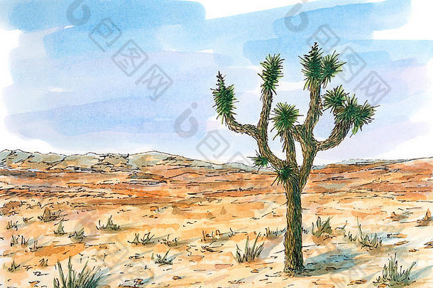 沙漠景观约书亚树丝兰brevifolia墨水水彩粗糙的纸