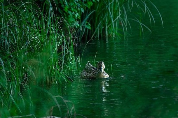 美丽的自然景观夏天绿色树湖可爱的野生鸭