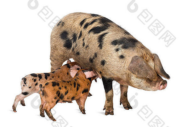 牛津大学桑迪黑色的小猪周乳臭未干的小子播种白色背景