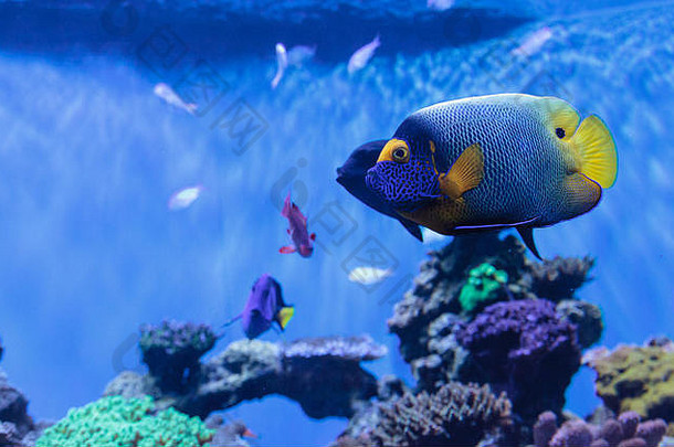 蓝色的面对神仙鱼波马坎图斯黄原黄酮珊瑚礁