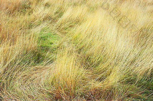 塔夫茨大学漩涡长干金发女郎草补丁更短的绿色草可见