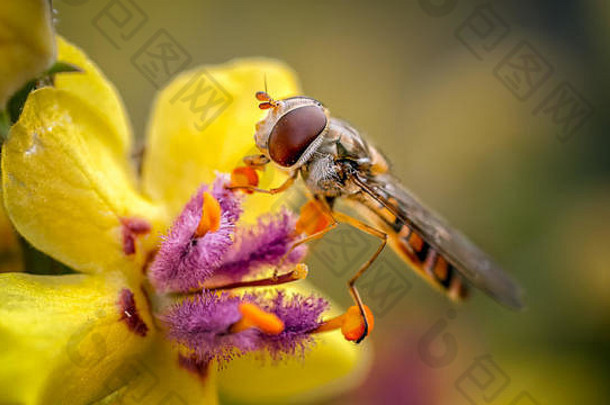 果酱食蚜蝇喂养体力花粉逐字后花园苍蝇粉碎花粉