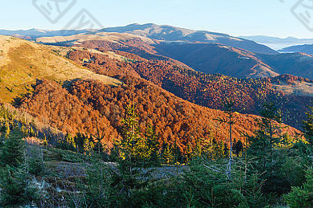 日出秋天喀尔巴阡山脉的山前黎明景观色彩斑斓的树坡