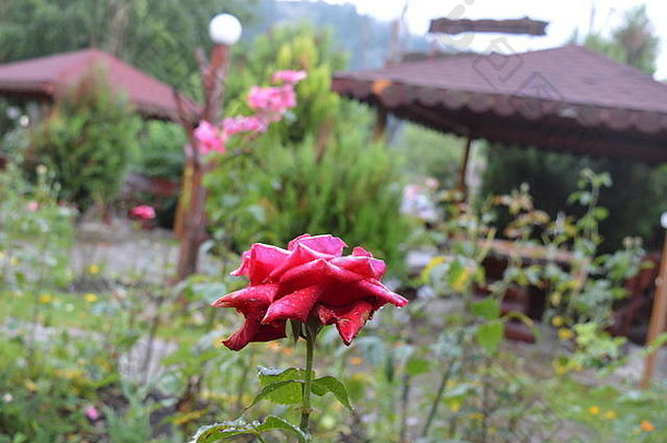 湿<strong>红色</strong>的玫瑰模糊背景