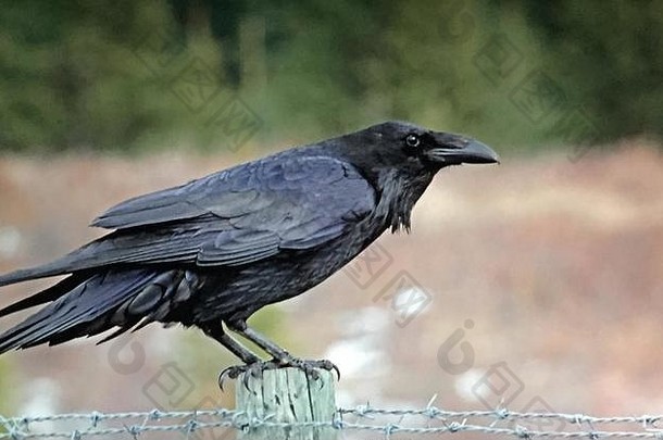 常见的黑色的乌鸦鸟北美国