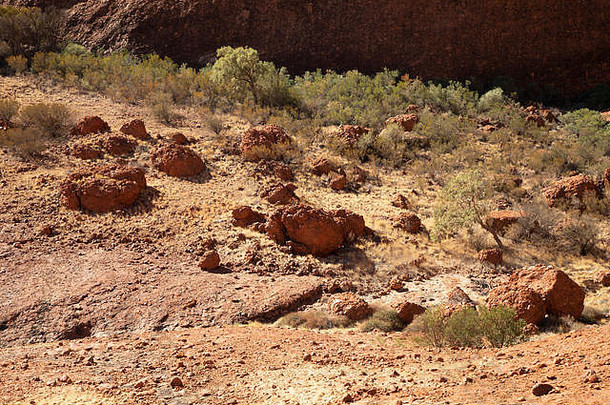 沙漠岩石植物区系植物澳大利亚