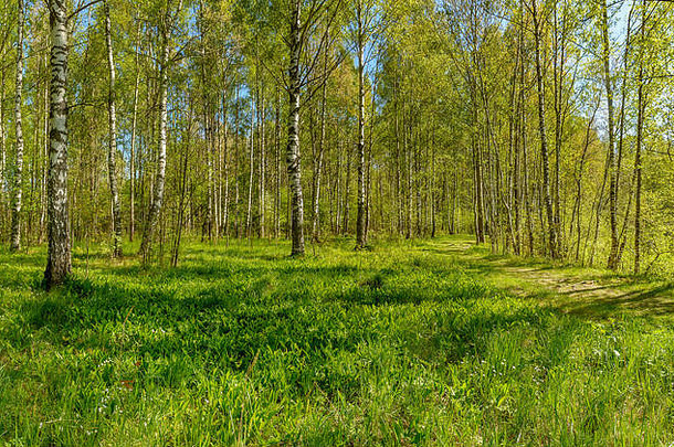 春天走河萨布林卡列宁格勒地区萨布利诺自然储备