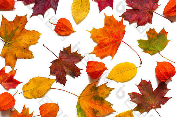 集合美丽的色彩斑斓的秋天叶子酸浆属花白色背景前视图